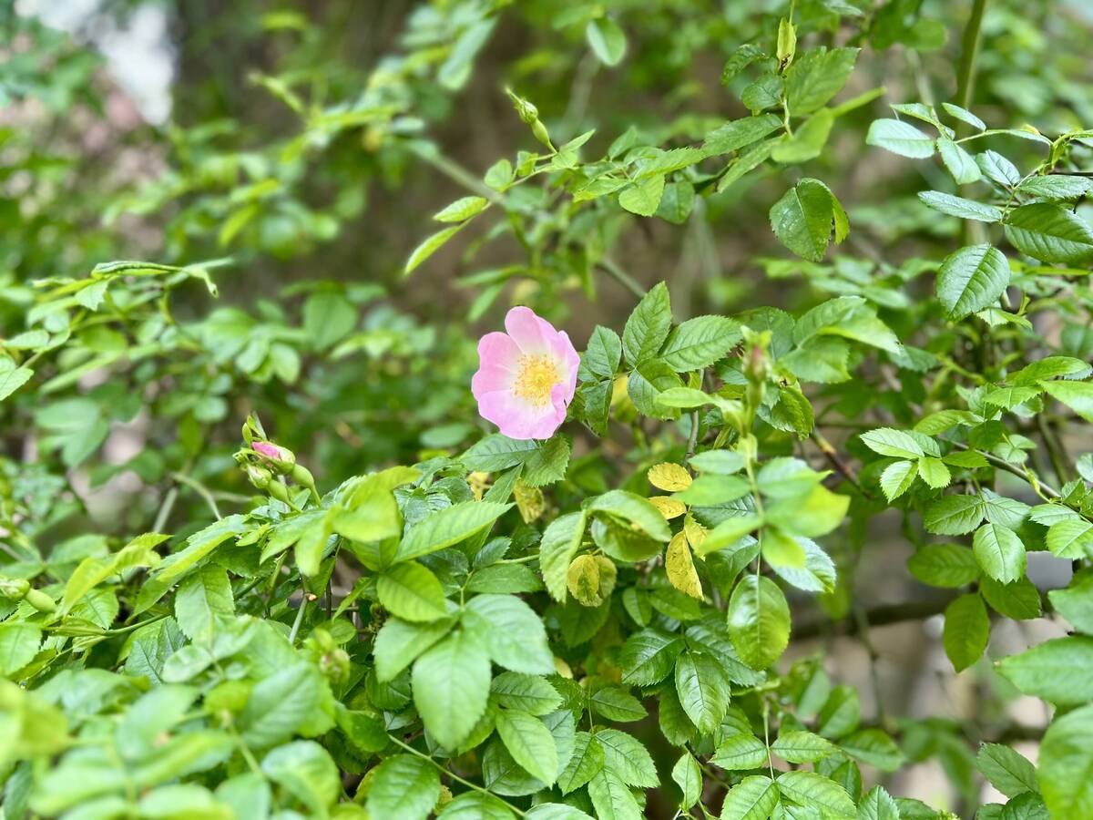 Blüte des Rosenstocks