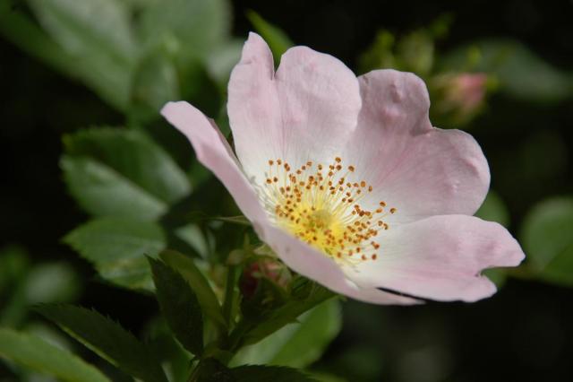 Eine Blüte von dem Rosenstock